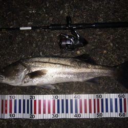 今宵もシーバス調査釣行